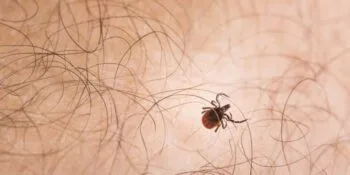 Borelioza - povezave do uporabnih člankov