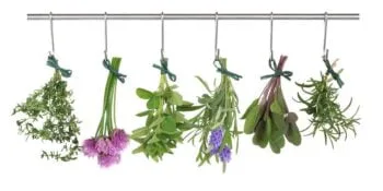 Začimbe iz divje narave