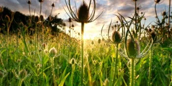 Divja ščetica Na Splošno | Naturazel.com