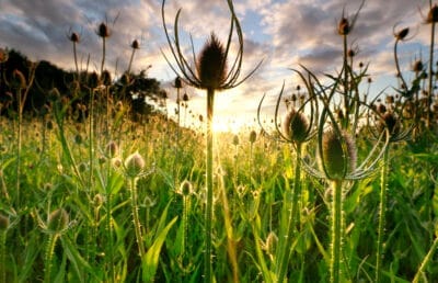 Divja Ščetica Na Splošno | Naturazel.com | Zelišča